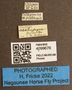 4099676 Chrysops aestuans labels IN
