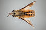 4099823 Chrysops indus h d CF3 P1 HF23 IN