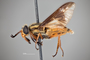 4099823 Chrysops indus h l CF3 P2 HF34 IN