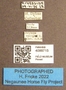4099715 Chrysops callidus F labels IN