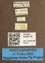 4099716 Chrysops callidus labels IN