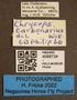 4099734 Chrysops carbonarius labels IN
