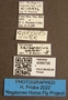 4099738 Chrysops carbonarius labels IN