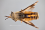 4099831 Chrysops indus F h d CF3 P3 HF33 IN