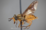 4099831 Chrysops indus h l CF3 P2 HF34 IN