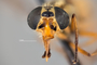 4099831 Chrysops indus hd CF4 P3 HF25 IN