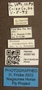 4099749 Chrysops cincticornis labels IN