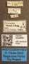 4099865 Chrysops moechus F labels IN