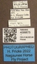 4099875 Chrysops niger labels IN