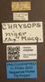 4099886 Chrysops niger labels IN
