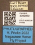 4099960 Chrysops vittatus labels IN