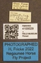 4100029 Silvius gigantulus labels IN