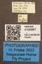 4100067 Diachlorus ferrugatus labels IN