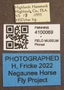 4100069 Diachlorus ferrugatus labels IN