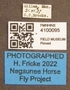 4100095 Hybomitra affinis labels IN