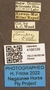 4100129 Hybomitra aequetincta labels IN