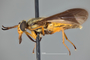 4099839 Chrysops macquarti h l CF3 P3 HF44 IN