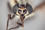 4099859 Chrysops mitis hd CF4 P3 HF29 IN