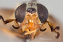 4099869 Chrysops montanus hd CF4 P3 HF32 IN