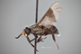 4099872 Chrysops niger h l CF3 P2 HF44 IN