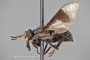 4099875 Chrysops niger h l CF3 P3 HF40 IN