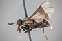 4099876 Chrysops niger h l CF3 P2 HF32 IN