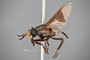 4099882 Chrysops niger h l CF3 P2 HF30 IN