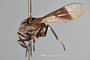 4099888 Chrysops niger h l CF3 P3 HF30 IN