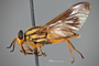 4099960 Chrysops vittatus h l CF3 P2 HF28 IN