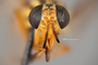 4099960 Chrysops vittatus hd CF4 P3 HF35 IN