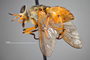 4100029 Silvius gigantulus h l CF3 P1 HF23 IN