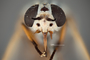 4100033 Silvius pollinosus hd CF4 P3 HF38 IN