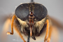 4100120 Hybomitra aequetincta hd CF3 P3 HF15 IN