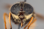 4100121 Hybomitra aequetincta hd CF3 P3 HF16 IN