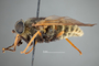 4100123 Hybomitra aequetincta h l CF2 P1 HF19 IN