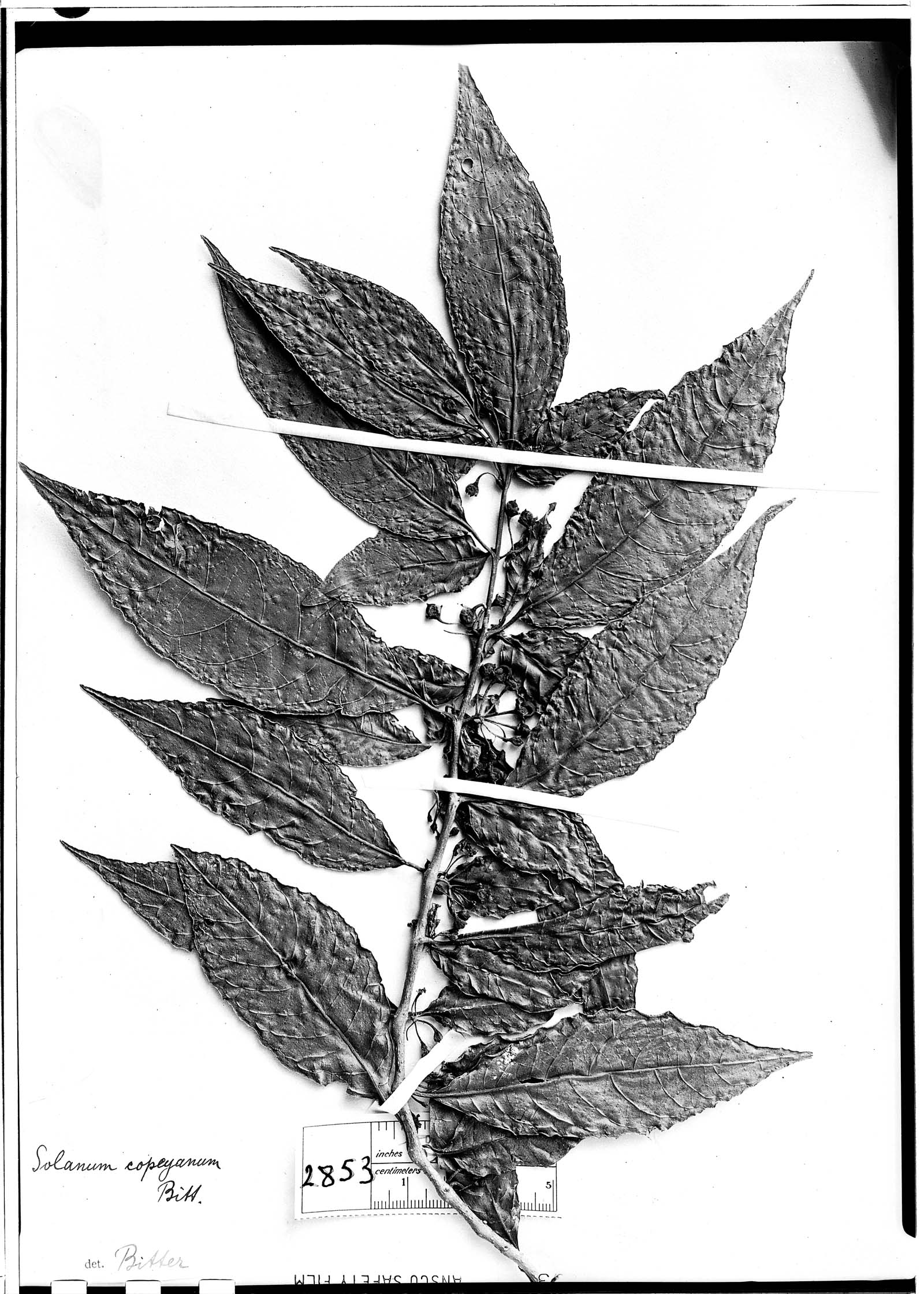 Solanum incomptum image