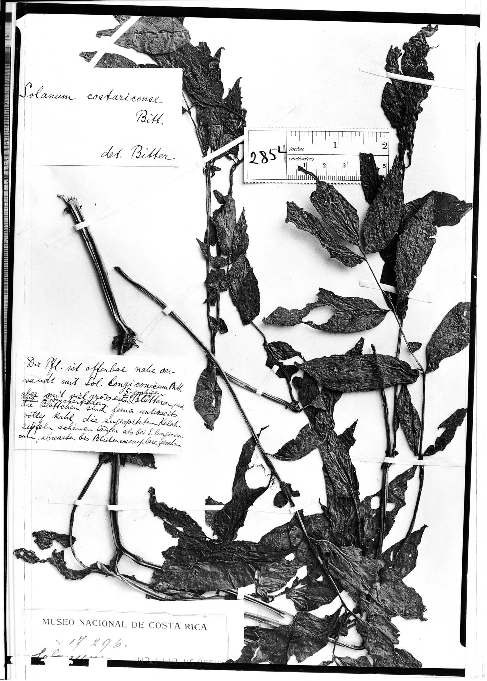 Solanum costaricense image