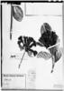 Schultesianthus megalandrus image