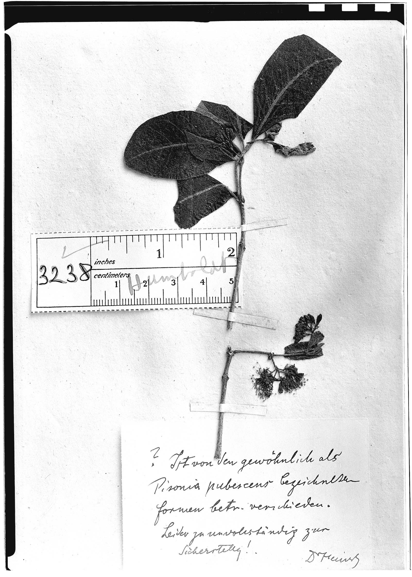 Guapira pubescens image