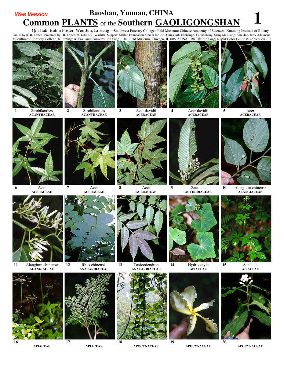 Selected Common Plants of the Gaoligong Mountain National Nature Reserve