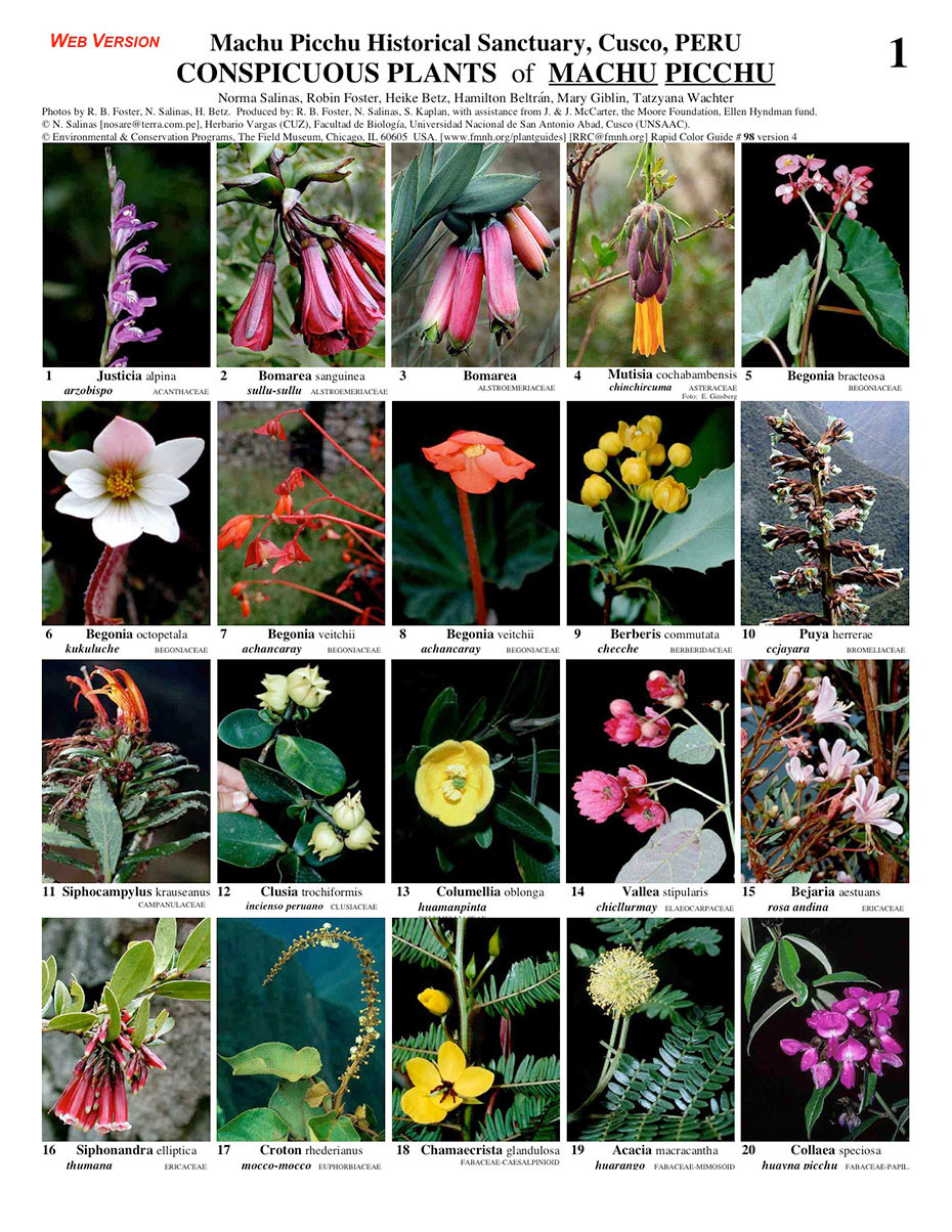 Conspicuous Plants of Historic Sanctuary of Machu Picchu