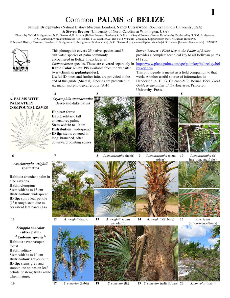 Common Palms of Belize