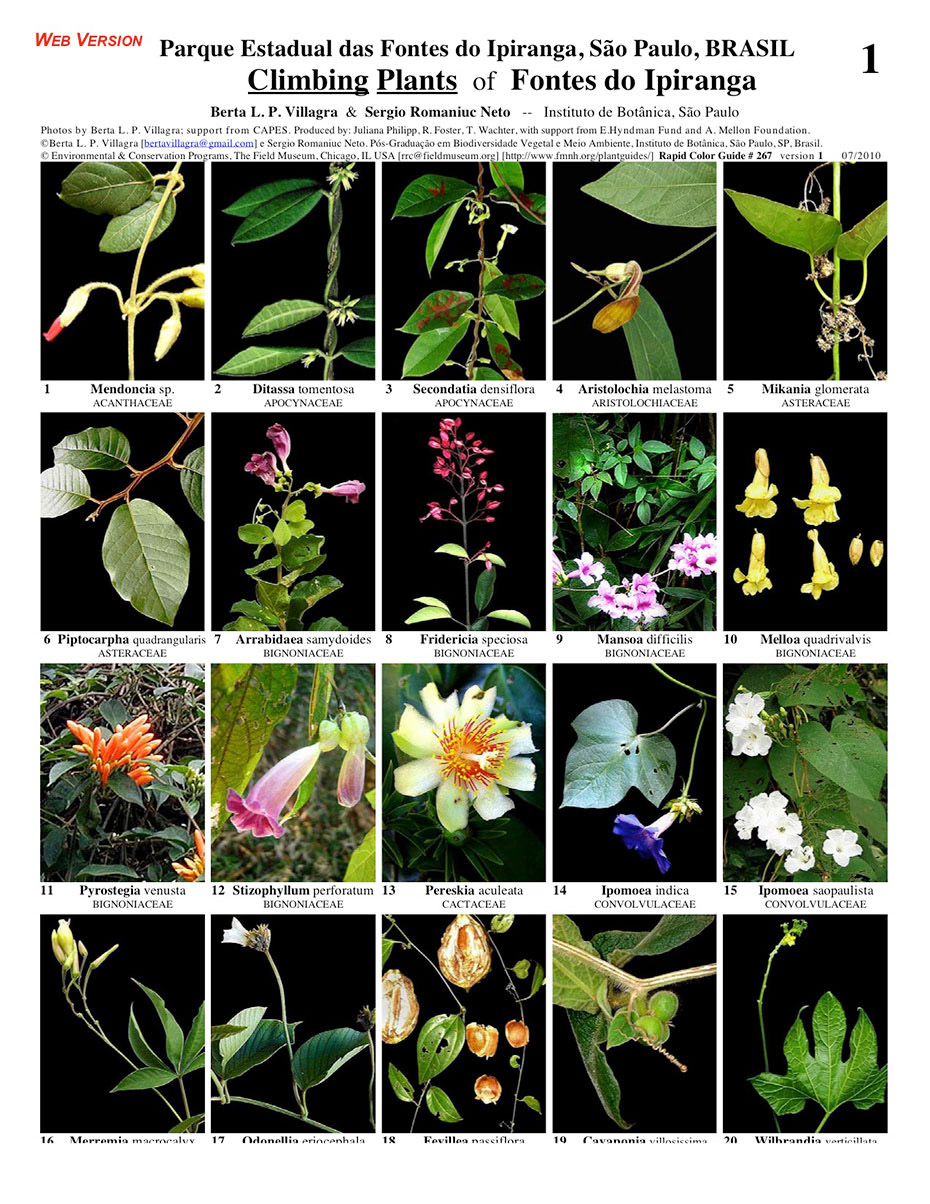 Plantas Trepadeiras Parque Estadual das Fontes do Ipiranga