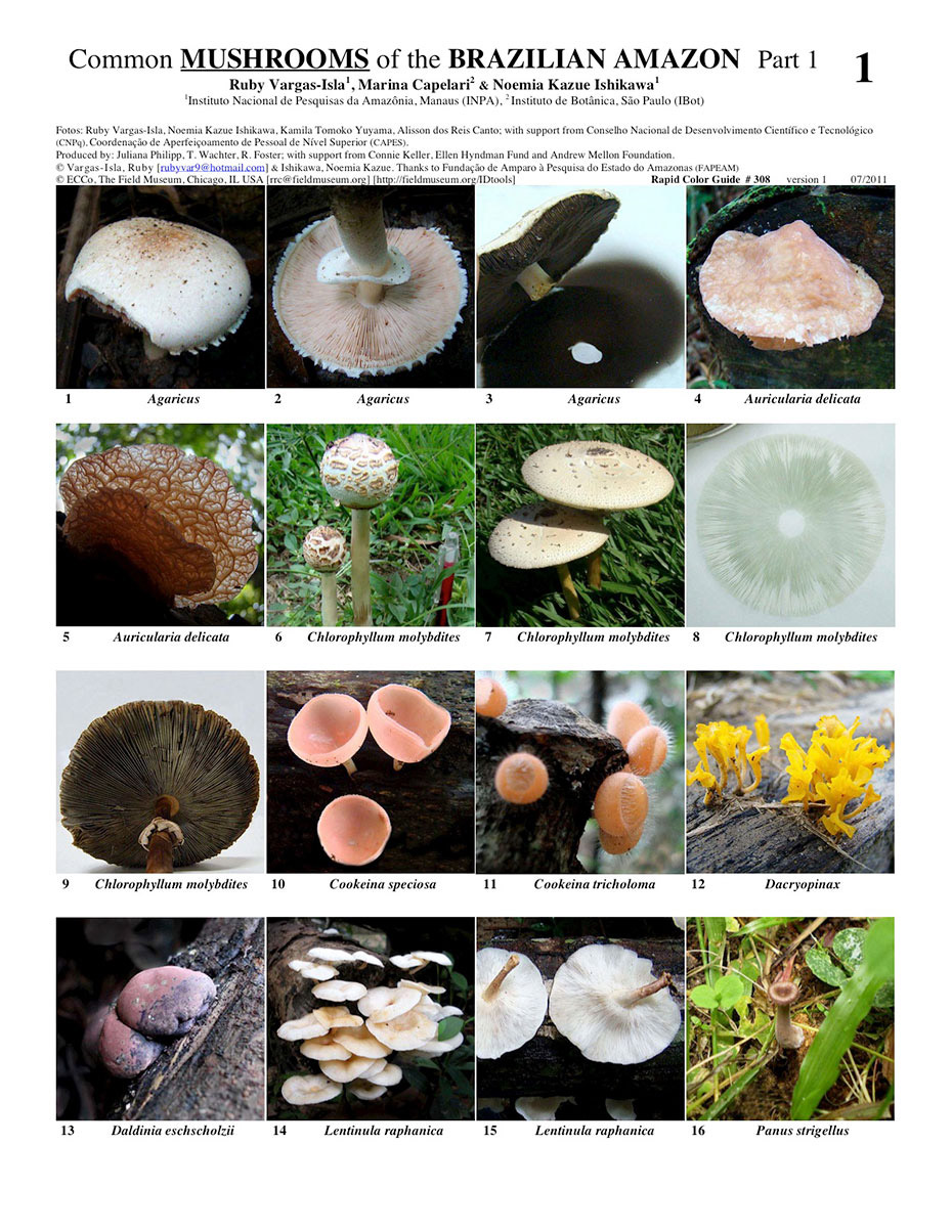 Hongos comunes seleccionados de la Amazonia brasileña