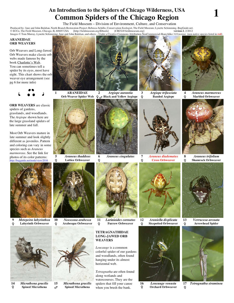Common Spiders of the Chicago Region
