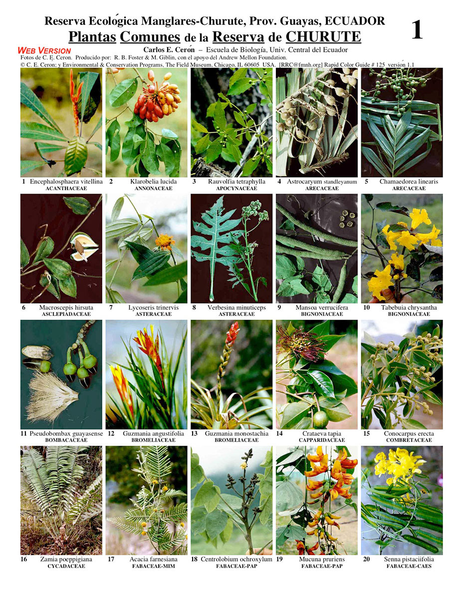 Plantas Comunes seleccionadas de la Reserva Ecológica Manglares Churute