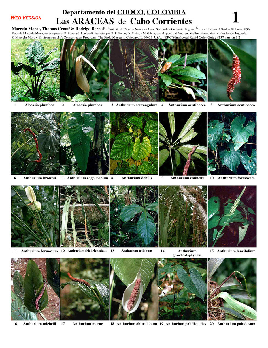 Araceae da região Cabo Corriente