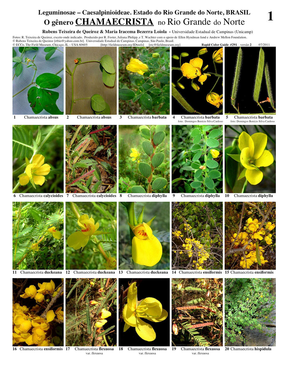 The genus Chamaecrista in the State of Rio Grande do Norte