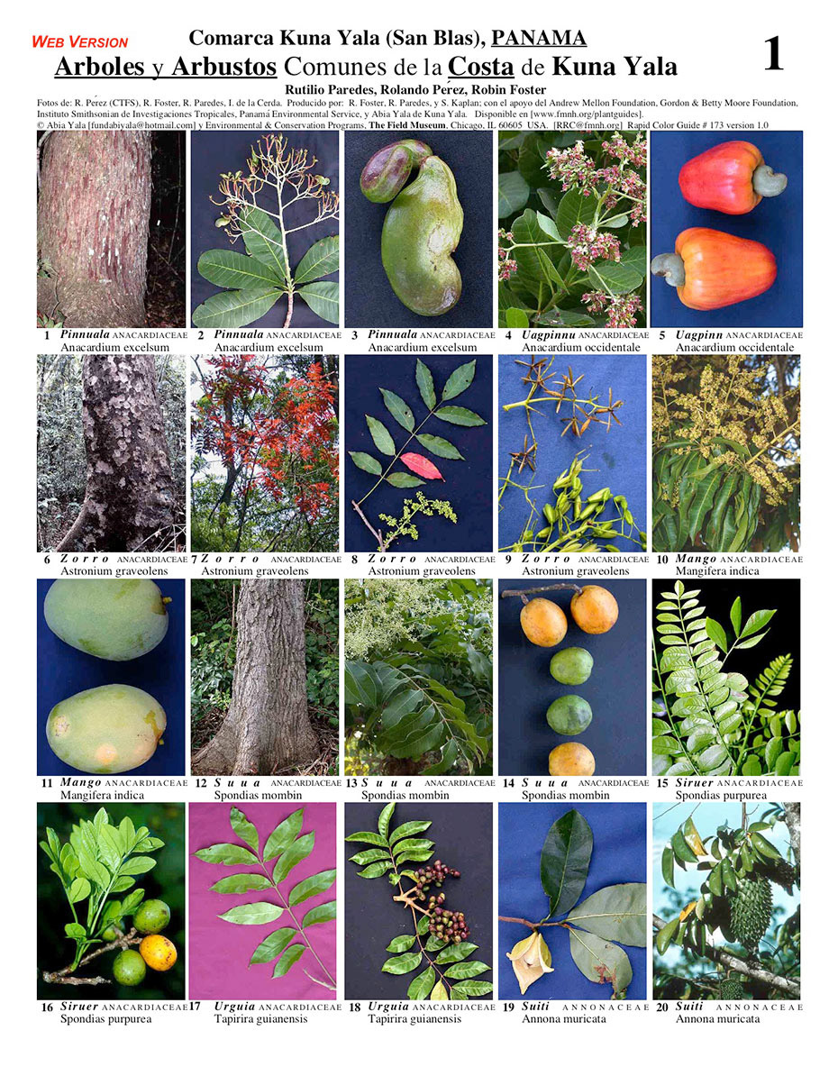 Common Trees and Shrubs of the Guna Yala territory