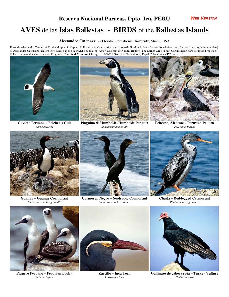 Birds of the Ballestas Islands in the Paracas National Reserve
